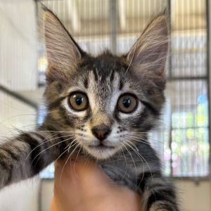 Hi My name is Slug and Im at the Santa Barbara Campus Im a 2 month old Male Domestic Shorthair