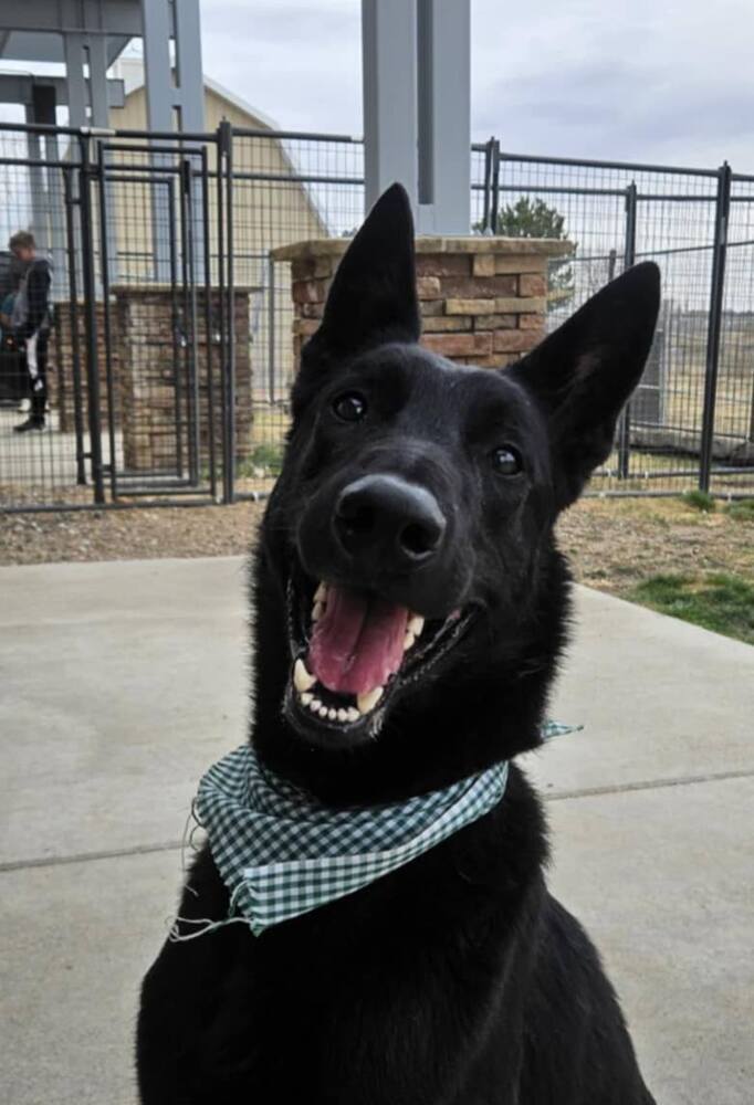 Ziggy- Located in Colorado