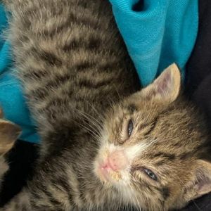 Happy, Baby Male Domestic Short Hair
