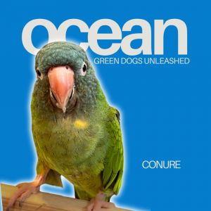 Ocean, Young Unknown Conure