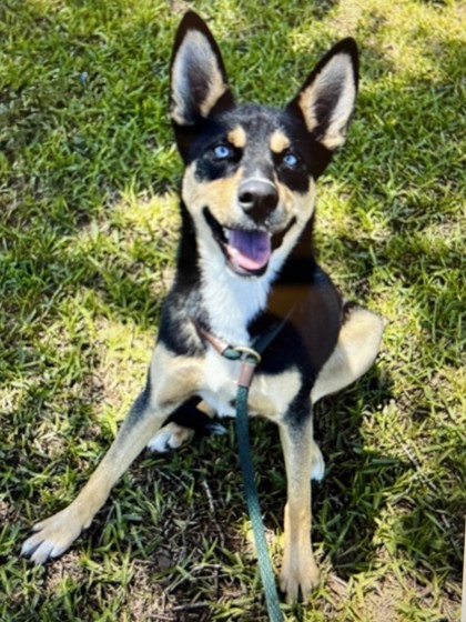Hazel