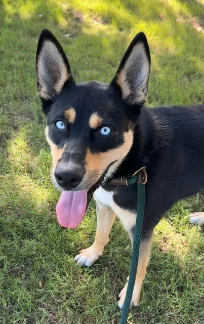 Hazel