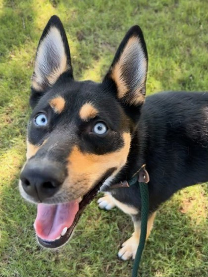 Hazel