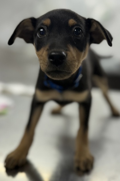 Astro