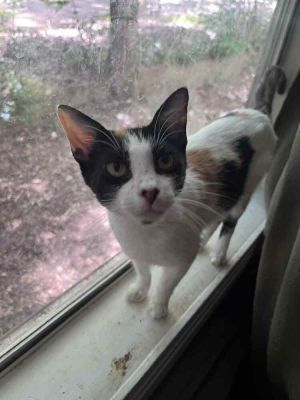 Annie, Young Female Domestic Short Hair