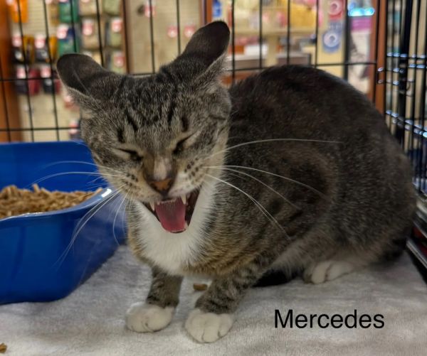 Mercedes thumbnail 2