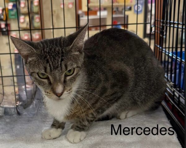 Mercedes thumbnail 4