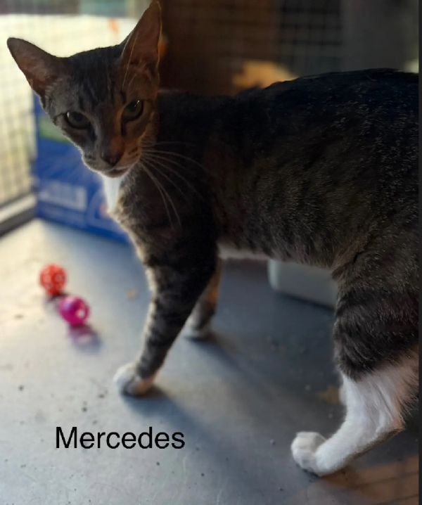 Mercedes thumbnail 5
