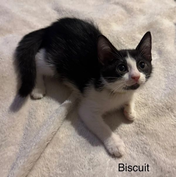 Biscuit thumbnail 2