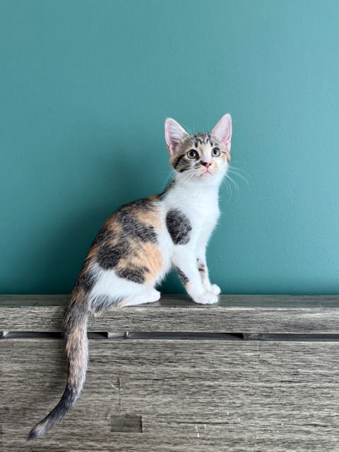 Cleo