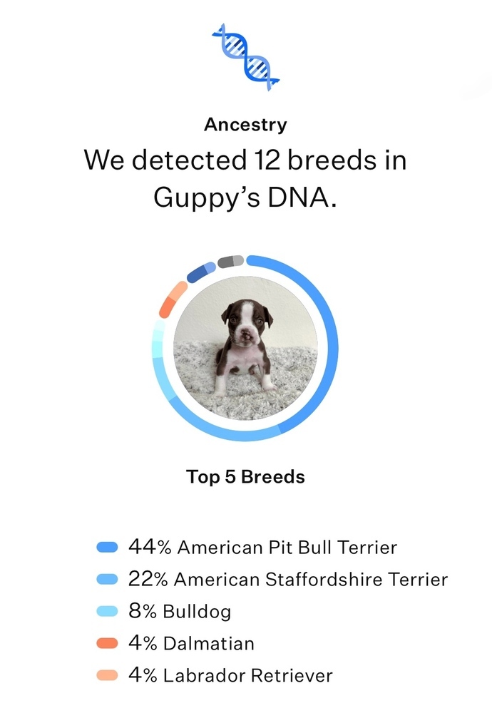 Guppy