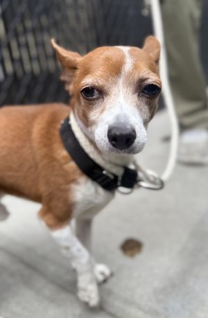  Paco is eligble for foster-to-adopt  Paco is a 10-year-old 11-pound male chihuahua mix from the