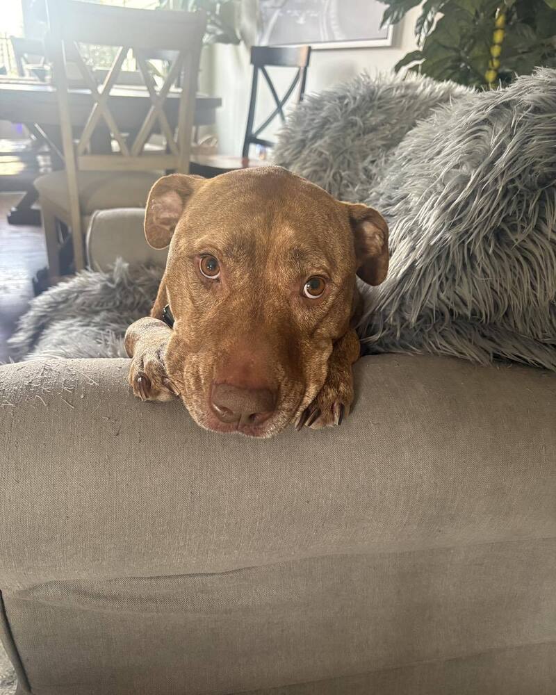 Stella