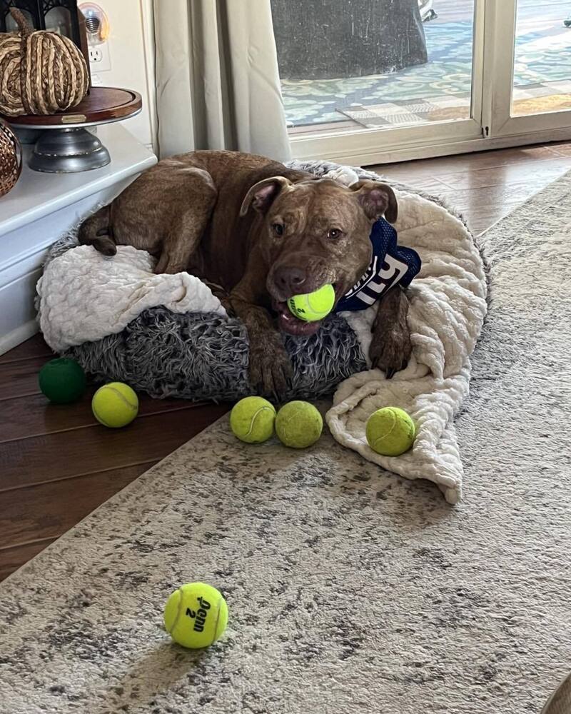 Stella