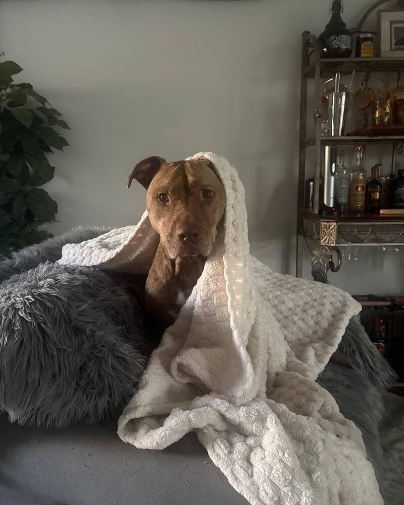 Stella