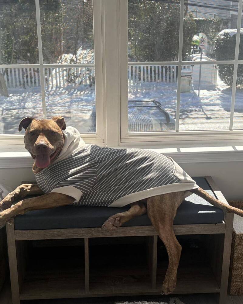 Stella