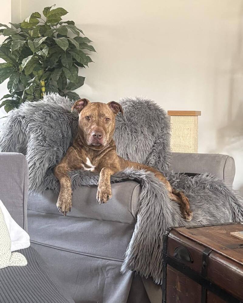 Stella