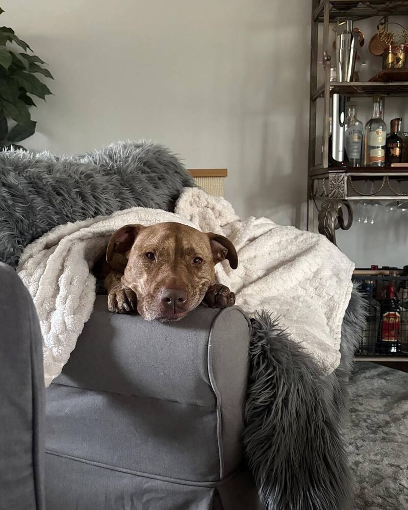 Stella