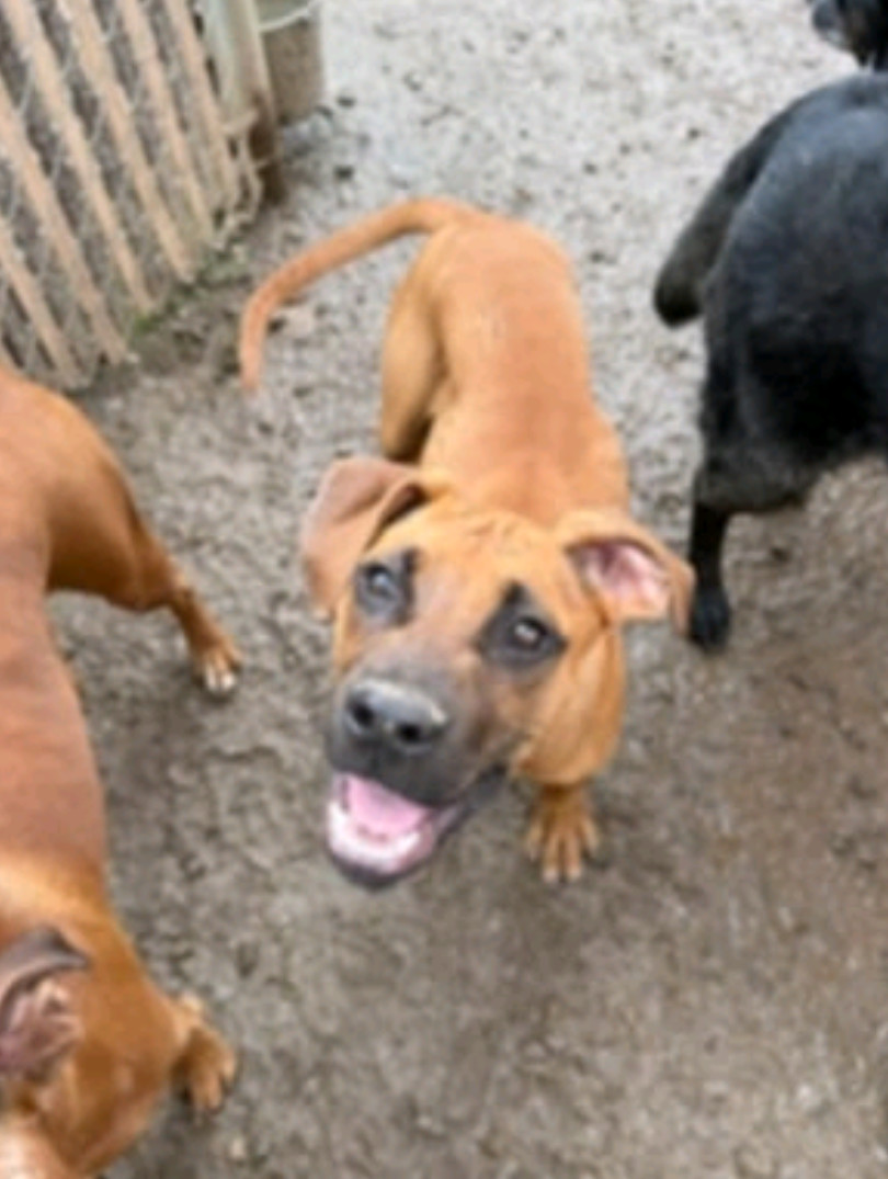 Tucker II - ADOPTION PENDING!!!