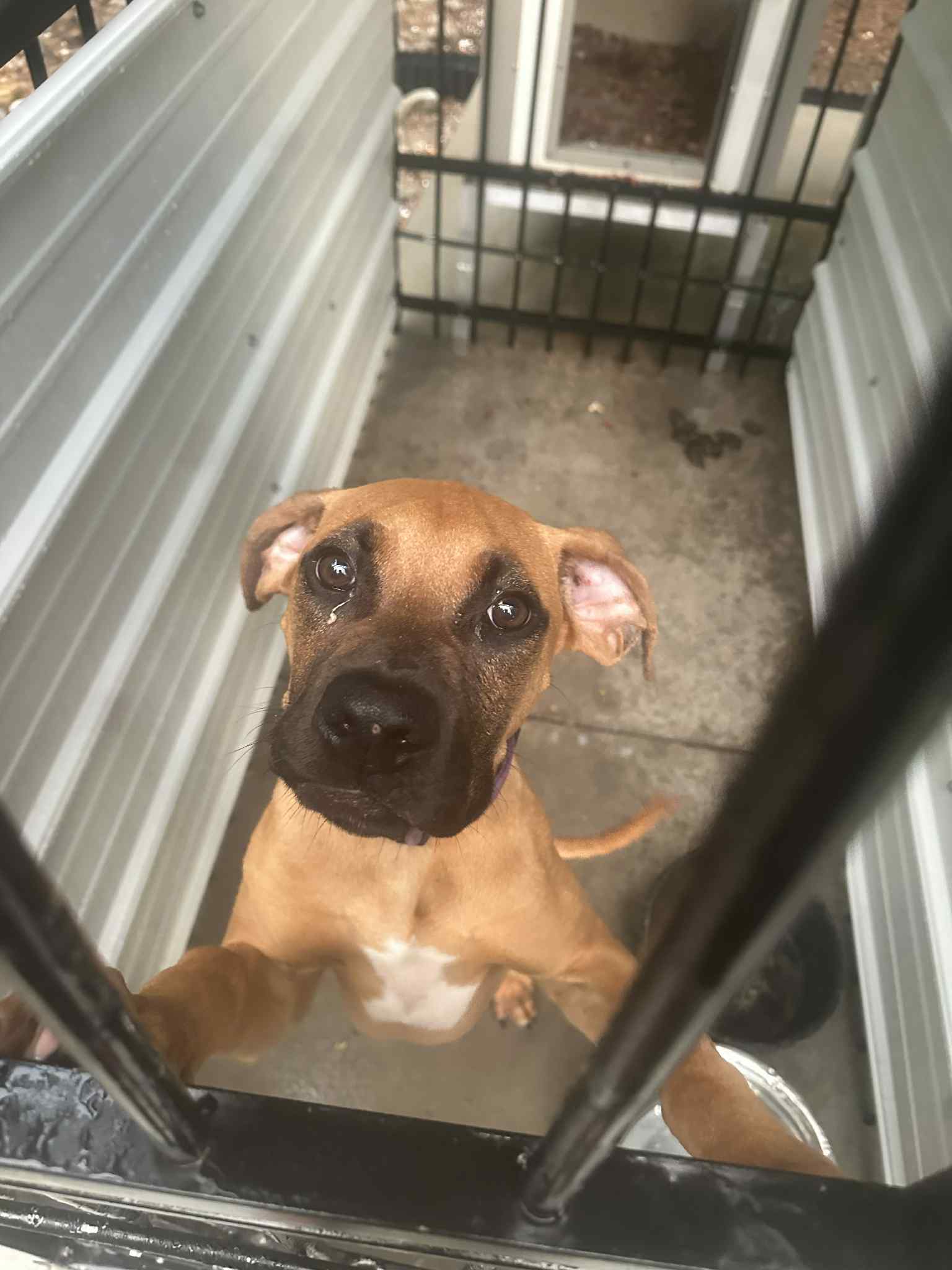 Tucker II - ADOPTION PENDING!!!