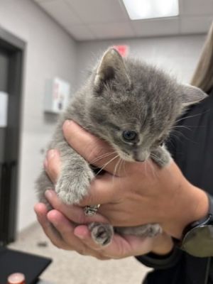Azure, Baby Female Domestic Short Hair
