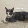 Harmony photo 2