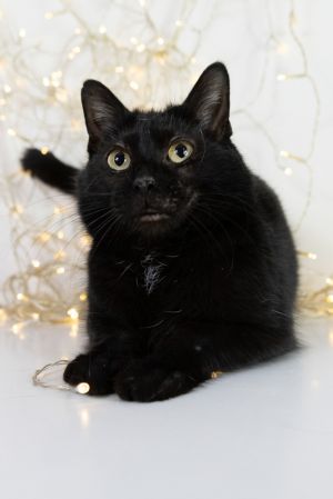 Yodeler, Young Female Domestic Short Hair