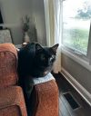 Yodeler photo 5