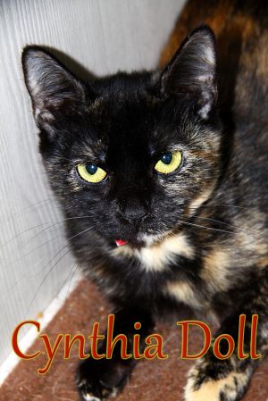 Cynthia Doll, Adult Female Domestic Short Hair