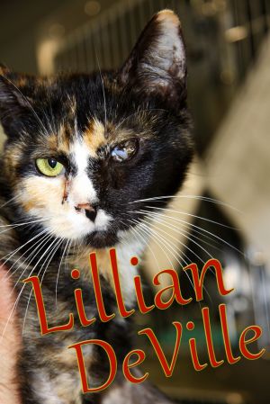 Lillian DeVille, Adult Female Domestic Short Hair