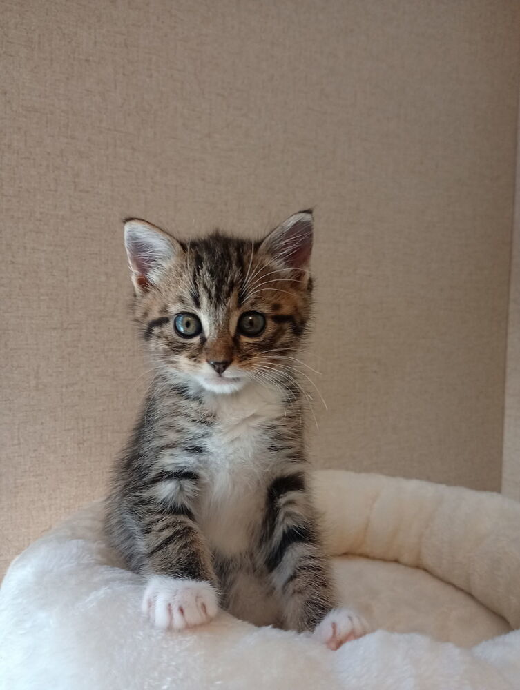 Tigger