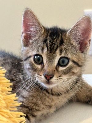 Friendly Tabby Cat