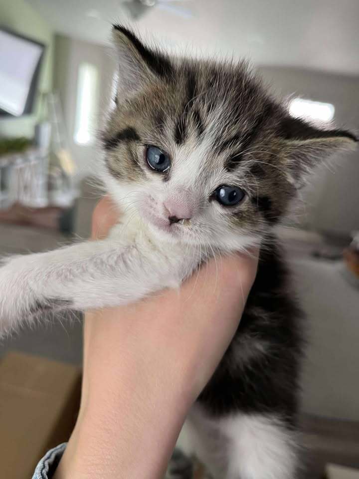 Weezy, an adoptable Domestic Short Hair in Moses Lake, WA, 98837 | Photo Image 1