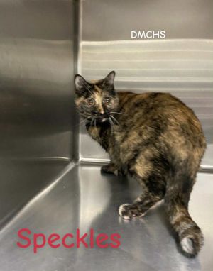 Speckles, Senior Female Domestic Short Hair