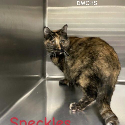 Speckles