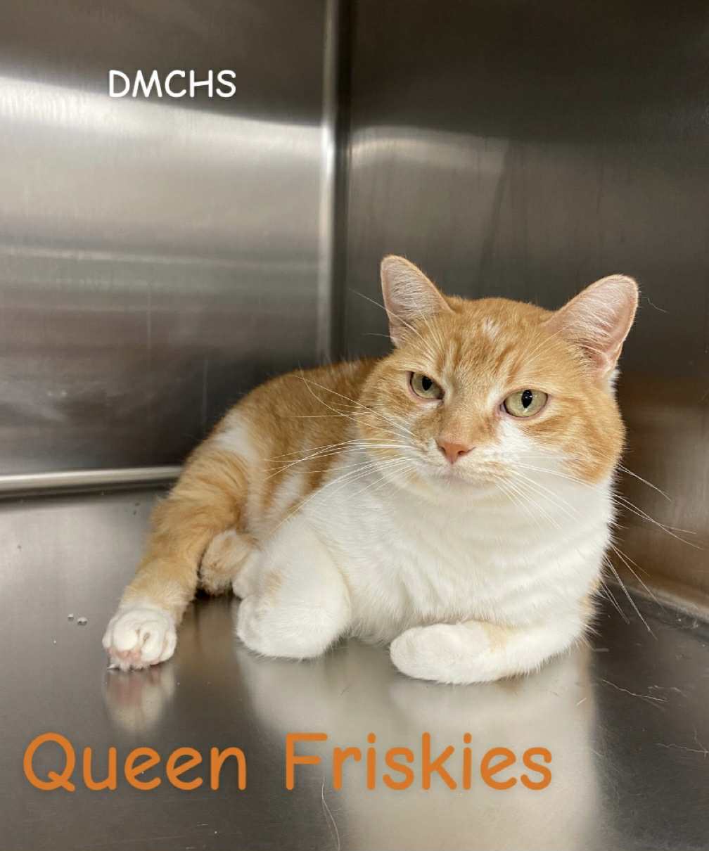 Queen Friskies