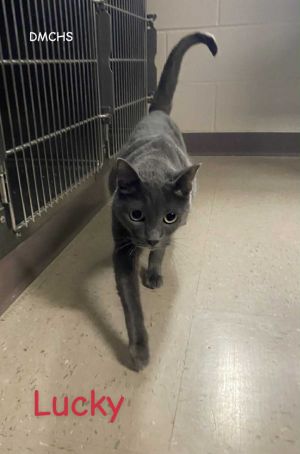 Lucky, Adult Male Domestic Short Hair