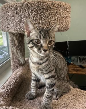 YETI, Baby Male Domestic Medium Hair
