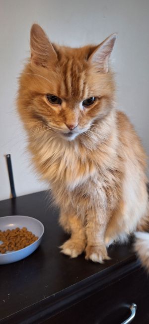 LEO, Adult Male Domestic Long Hair