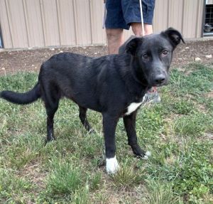 Pepper Border Collie Dog