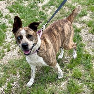Nutmeg Cattle Dog Dog