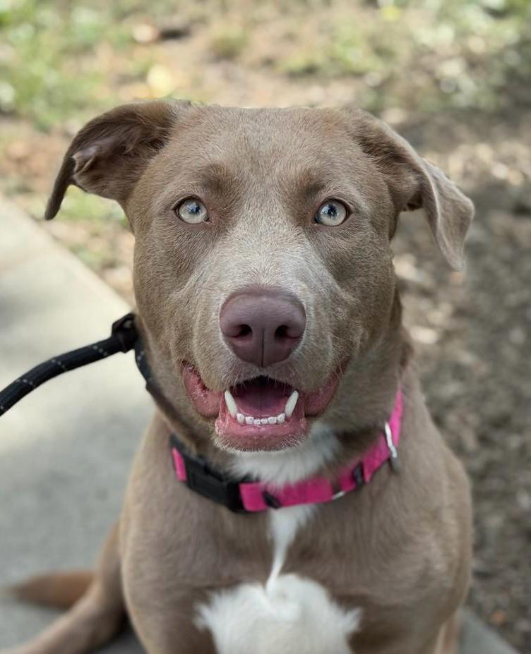 *HAZEL