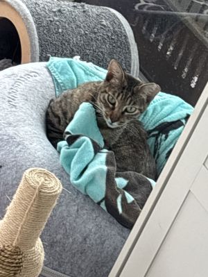 Mitchi, Adult Female Tabby