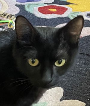 Effie, Adult Female Domestic Short Hair
