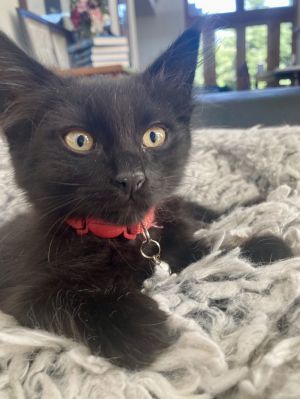 Balki (bonded w/Belvedere), Baby Male Domestic Medium Hair
