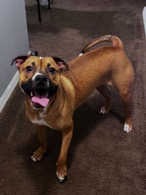 Cami Mixed Breed Dog