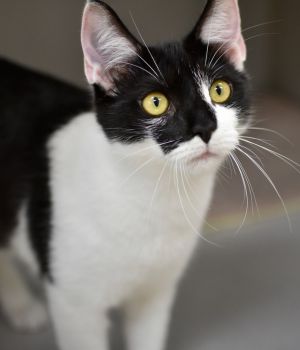 Bat Domestic Short Hair Cat