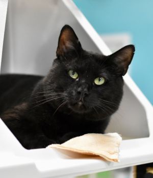 Storm Domestic Short Hair Cat
