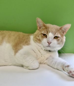 Sid Domestic Short Hair Cat