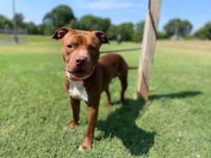 Scooby is a handsome two-year-old brown and white American Pit Bull Terrier He was found on his own